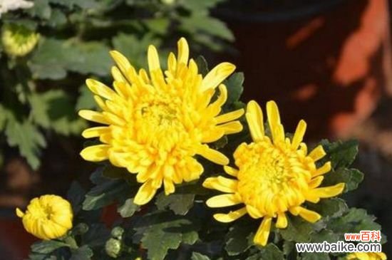 徒长了的菊花怎么修剪