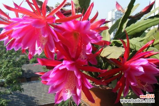 令箭荷花怎样扦插?令箭荷花的扦插方法