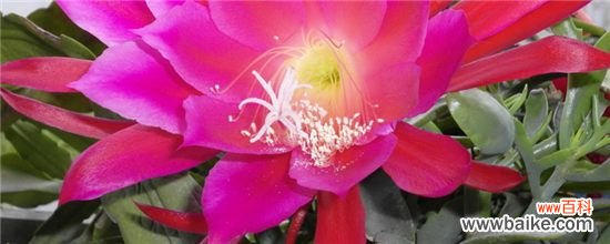 令箭荷花怎样扦插?令箭荷花的扦插方法