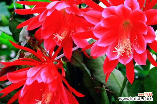 令箭荷花怎样扦插?令箭荷花的扦插方法