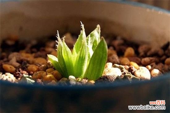 水晶掌怎么分株繁殖?详解水晶掌分株步骤