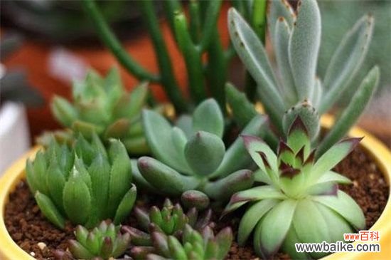 水晶掌怎么分株繁殖?详解水晶掌分株步骤