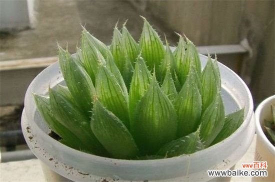 水晶掌怎么分株繁殖?详解水晶掌分株步骤