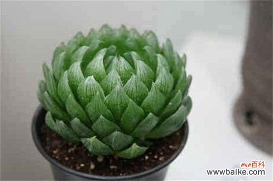 水晶掌怎么分株繁殖?详解水晶掌分株步骤