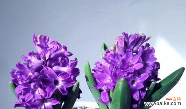 紫色紫罗兰花语寓意是什么?如何表达爱意?
