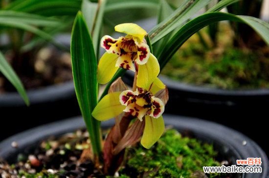 兰花夏天1个月不浇水