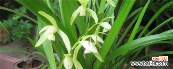 兰花夏天可以施肥吗