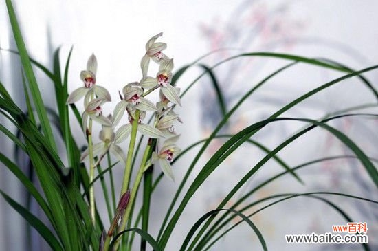 兰花夏天可以施肥吗