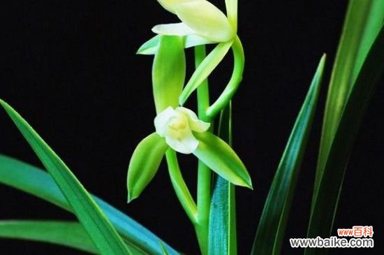 兰花夏天可以施肥吗