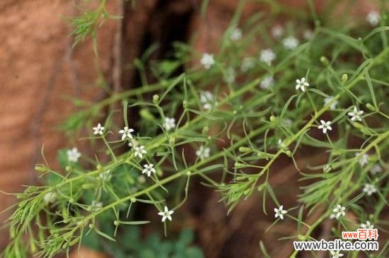 百蕊草为什么这么贵