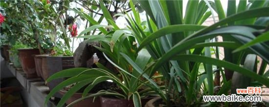 夏天阳台养花如何遮阴?夏天阳台养花遮阴方法