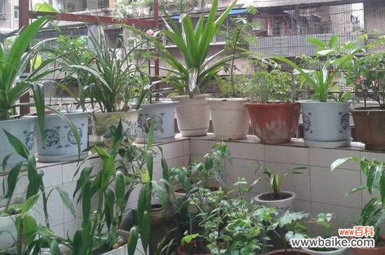 夏天阳台养花如何遮阴?夏天阳台养花遮阴方法