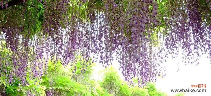 紫藤花的花语是什么？紫藤花寓意有哪些常见问题解答？