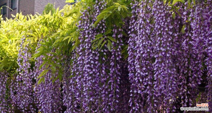 紫藤花的花语是什么？紫藤花寓意有哪些常见问题解答？