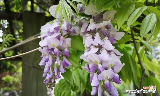 紫藤花象征着什么?紫藤花的寓意有哪些?