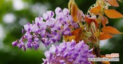 紫藤花象征着什么？紫藤花的寓意有哪些？