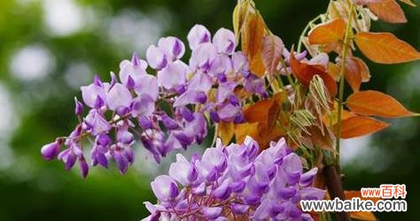 紫藤花象征着什么?紫藤花的寓意有哪些?