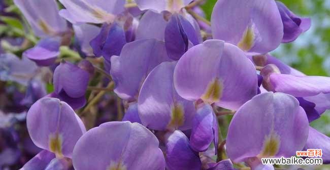 紫藤花的花语是什么?如何用紫藤花表达爱意?