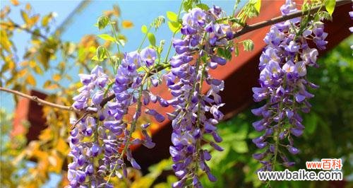 紫藤花的花语是什么?如何用紫藤花表达爱意?