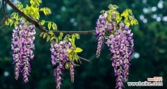 紫藤花的花语是什么意思？如何解读紫藤花的象征意义？