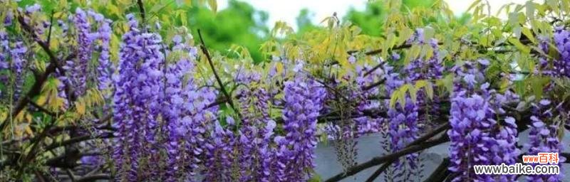 紫藤花的花语是什么？有哪些关于紫藤花的美丽传说？