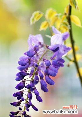 紫藤花象征什么?紫藤花的寓意有哪些常见问题解答?