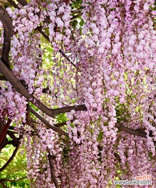 紫藤花象征什么?紫藤花的寓意有哪些常见问题解答?