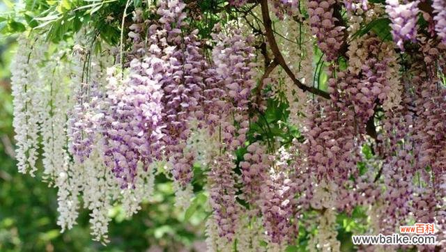 紫藤花象征什么?紫藤花的寓意有哪些常见问题解答?