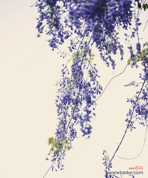 紫藤花花语是什么?紫藤花的寓意有哪些常见问题解答?