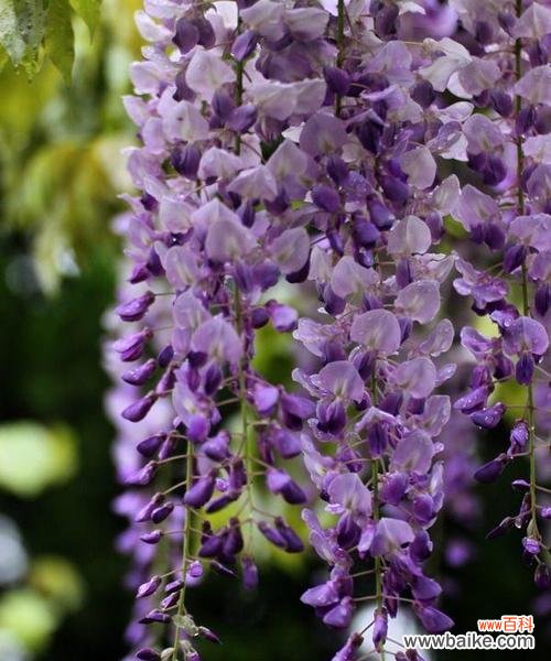 紫藤花花语是什么?紫藤花的寓意有哪些常见问题解答?