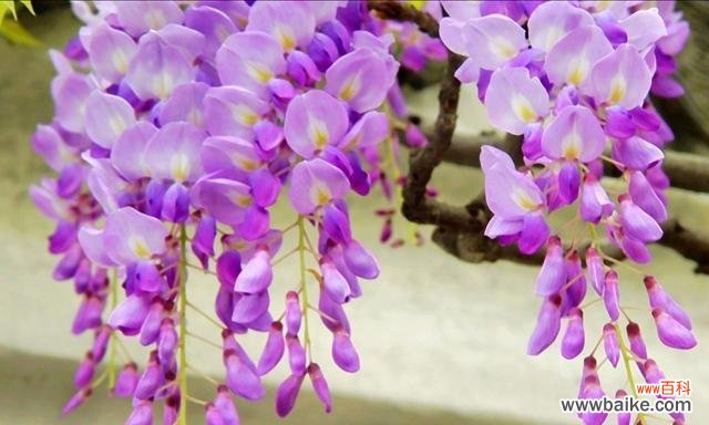 紫藤花的花语是什么?有哪些关于紫藤花的传说故事?