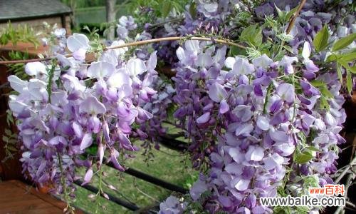 紫藤花的花语是什么?有哪些关于紫藤花的传说故事?