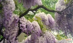 紫藤花语是什么？紫藤花代表的含义有哪些？