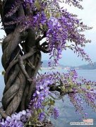 紫藤萝象征着什么？紫藤萝的花语和寓意是什么？