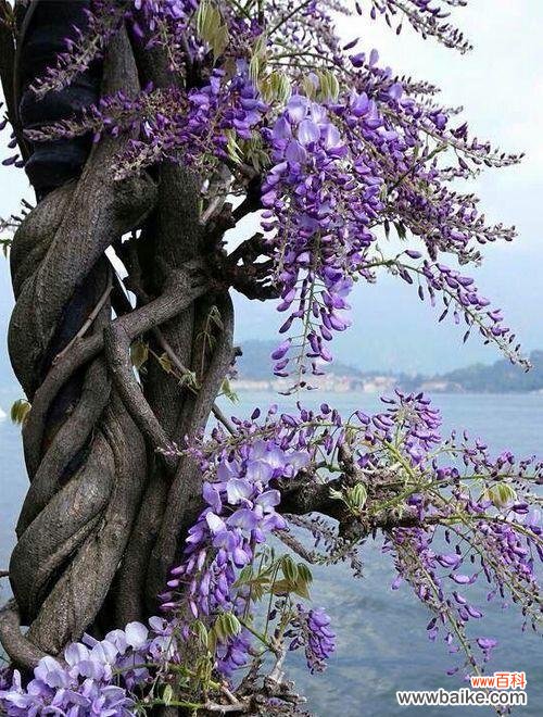 紫藤萝象征着什么？紫藤萝的花语和寓意是什么？