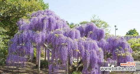 紫藤萝象征着什么？紫藤萝的花语和寓意是什么？