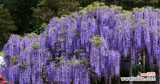 紫藤萝象征着什么？紫藤萝的花语和寓意是什么？