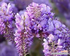 紫藤花的寓意是什么？紫藤花象征着什么含义？