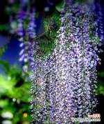 紫藤萝的花语是什么？如何用紫藤萝表达情感？