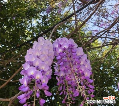 紫藤萝花语是什么意思？紫藤萝的寓意有哪些？