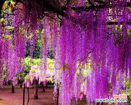 紫藤萝花语是什么意思？紫藤萝的寓意有哪些？