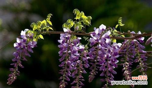 紫藤萝花语是什么意思？紫藤萝的寓意有哪些？