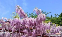 紫藤树的寓意是什么？紫藤花语背后的故事有哪些？
