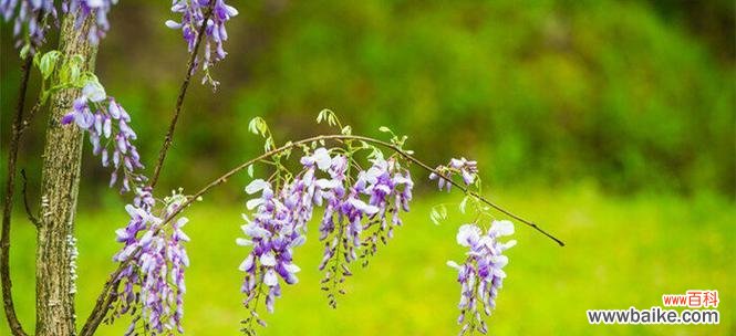 紫藤萝花语是什么？了解紫藤萝的象征意义和花语含义？