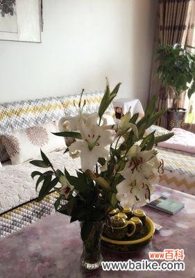 探究百合花象征的美好寓意 送百合花的意义