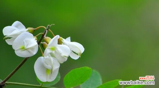 传递爱与美的滋味 解读槐花的花语