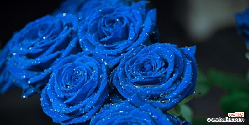 探寻花朵背后的深意,了解不同情境下冰蓝色玫瑰的花语 解析冰蓝色玫瑰的花语
