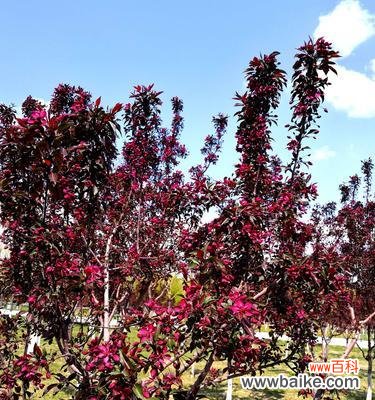 一朵花的浪漫传说 垂丝海棠——传递爱的信使