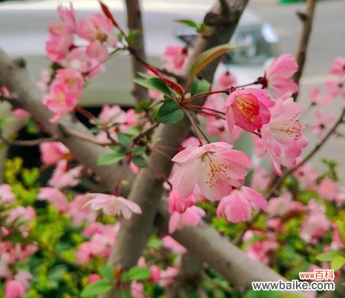 一朵花的浪漫传说 垂丝海棠——传递爱的信使