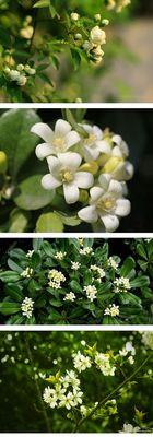 探究九里香的花语和文化内涵，感受爱和希望的气息 九里香的花语——寄托爱与希望的芬芳